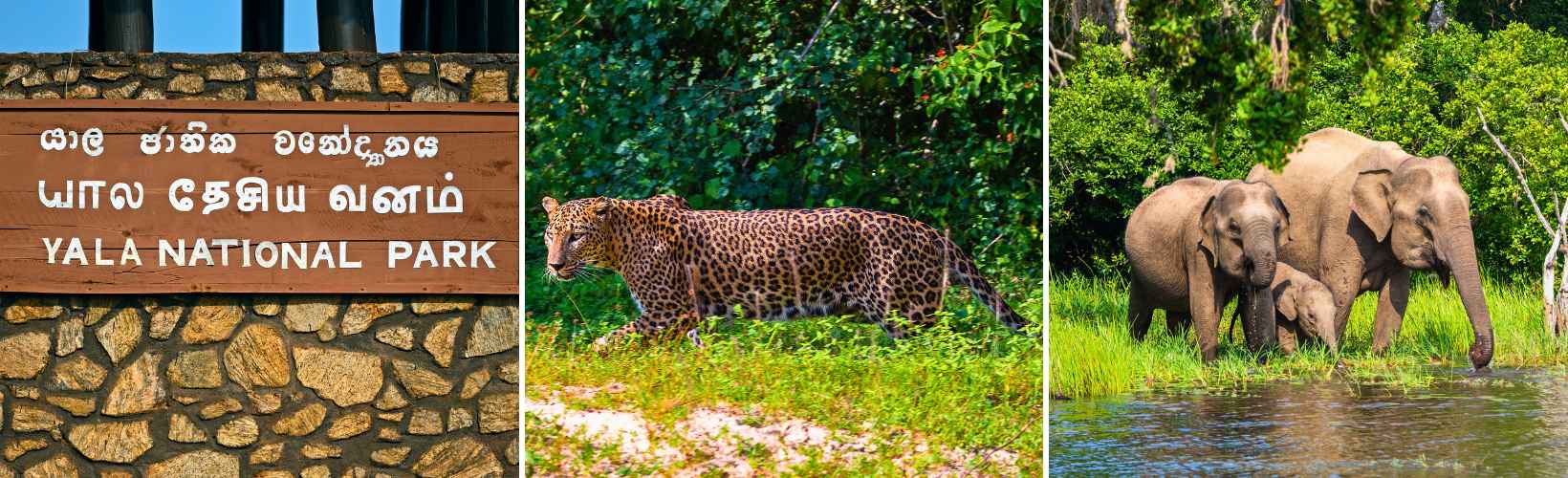 Yala Safari