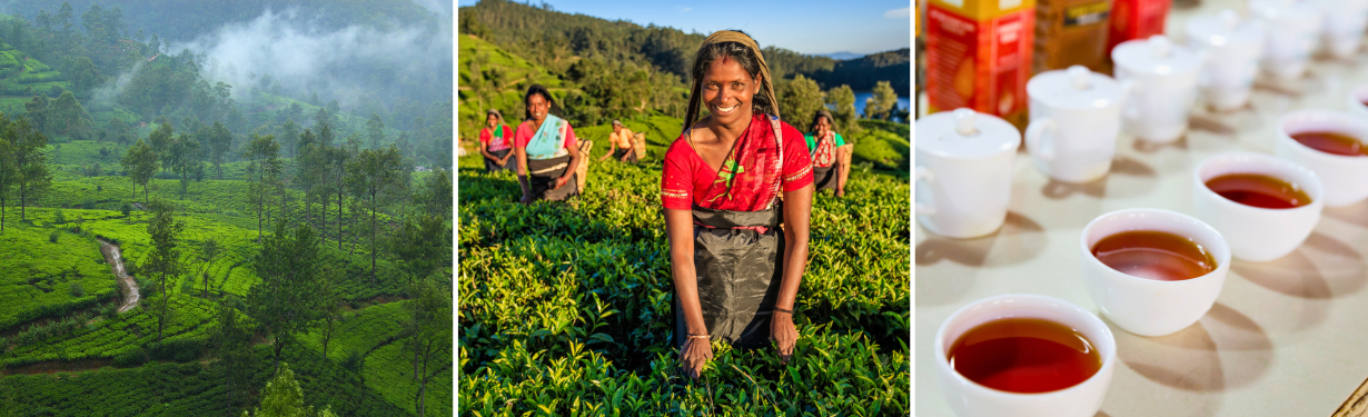 Hatton — Tea Factory